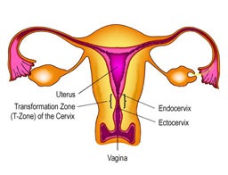 hpv womb cancer)