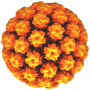 Graphic of HPV