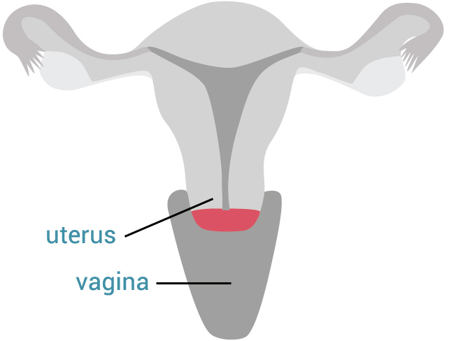 Female reproductive system showing the cervix connecting the uterus to the vagina