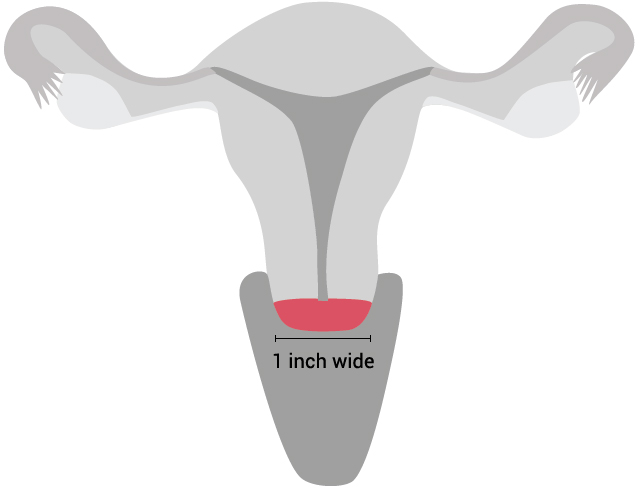 Female reproductive system with the cervix highlighted